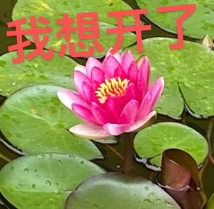 王蛋了的钢琴谱