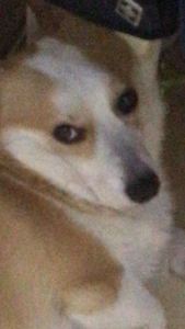 9级阿勒曼德的演奏视频