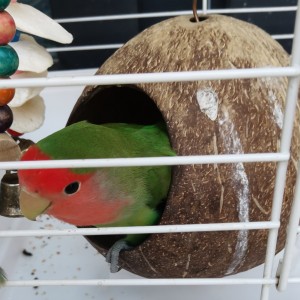 可爱的鹦鹉玻璃的个人空间