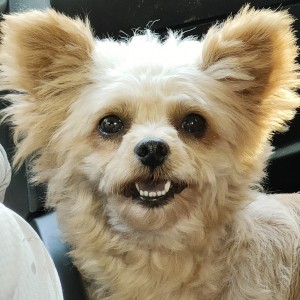 Windy Hill的演奏视频