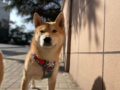 張forZX的钢琴谱
