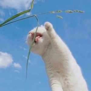 白白爱喝茶的个人空间