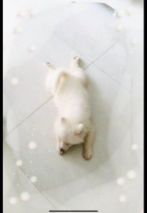 所念皆星河的演奏视频