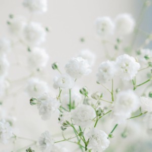 萱草花的演奏视频