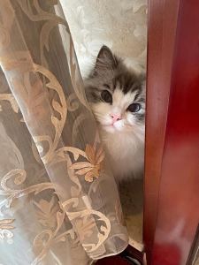 一花一剑的演奏视频