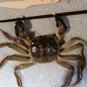 《出埃及记》《野蜂飞舞》的个人空间