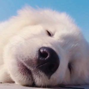 所念皆星河的演奏视频