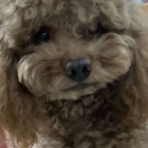 起风了的演奏视频