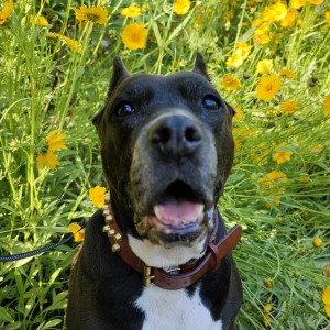 Mrs.Schenk的钢琴谱