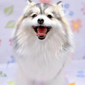 君をのせて的演奏视频