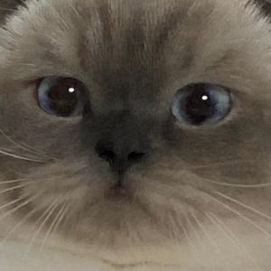 priscillateo的钢琴谱