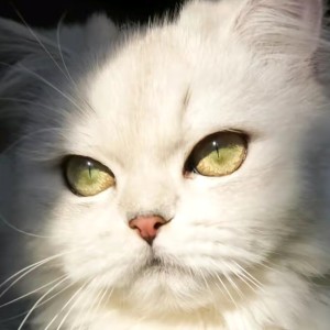 弹唱 (林俊杰)的演奏视频