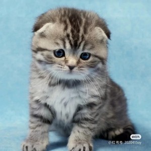 外婆桥的演奏视频