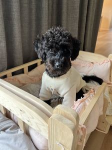 巴赫二部创意曲的演奏视频