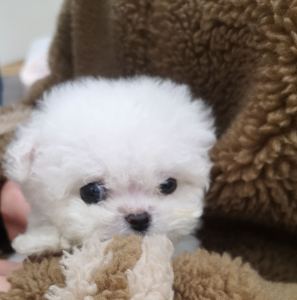 めぐる季節的演奏视频