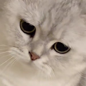 In The Shadow Of The Sun的演奏视频