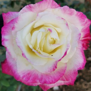 138****0717的钢琴谱