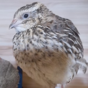 梁祝的演奏视频