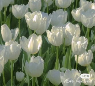 Coco的钢琴谱