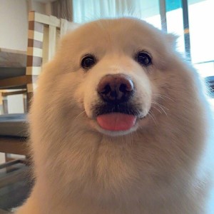 xiao小昭的钢琴谱