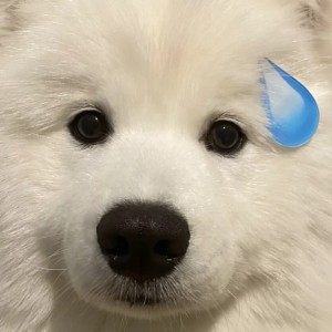 阿俞的钢琴谱