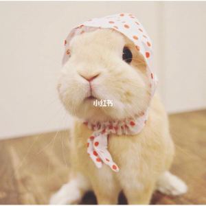 旱天雷的演奏视频