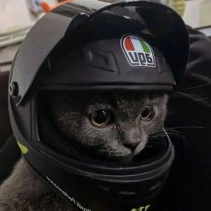 背影的演奏视频