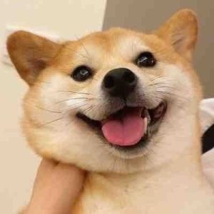 钢琴渣的钢琴谱
