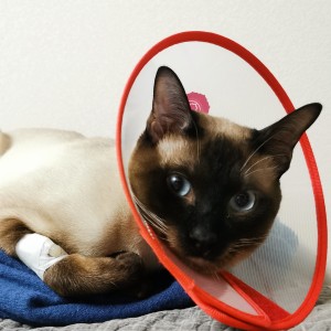 Rebound的演奏视频