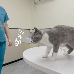 张柏凯和张嘉凯的个人空间