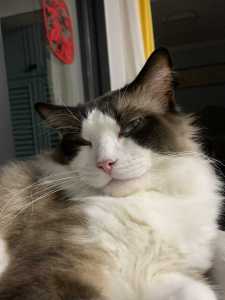 133****8200的钢琴谱