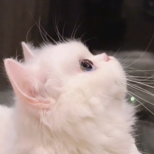 云的钢琴谱