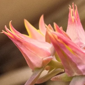 天下宝树🌲的钢琴谱