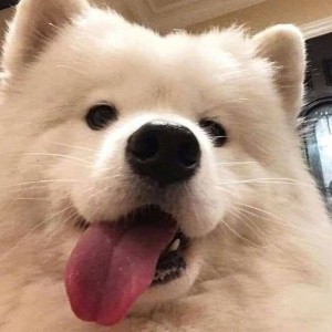 wbWeiboq的钢琴谱