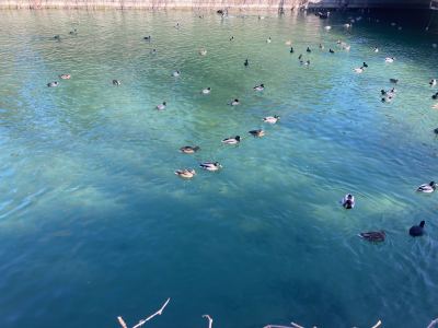 所念皆星河的演奏视频