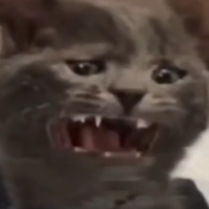 懒猫的钢琴谱