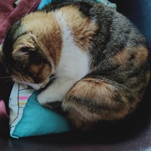 无人区玫瑰的演奏视频