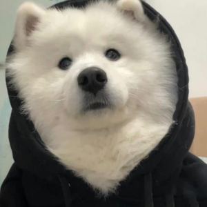L.的钢琴谱