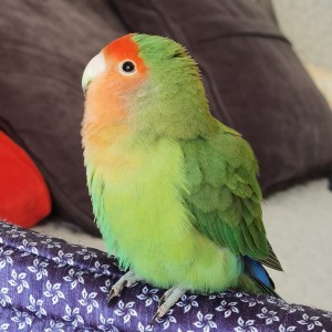 慧中