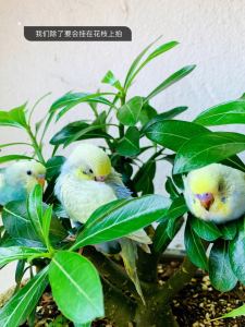 鹦鹉圆子的个人空间