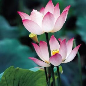 钢琴的个人空间