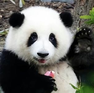 You Are My Sunshine的演奏视频