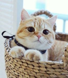 天问的演奏视频