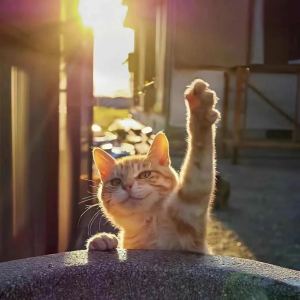 shunning的钢琴谱