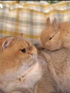 阿麓哟的钢琴谱