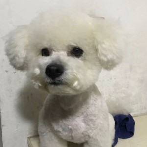 139****1335的钢琴谱