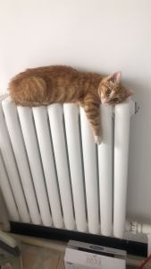 小太阳的钢琴谱