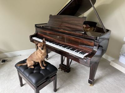 夜的钢琴曲五的演奏视频