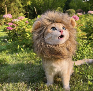 闪耀你狗眼的美少女战士的钢琴谱