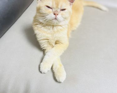 Sliant的钢琴谱